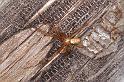 Metellina_mengei_D4597_Z_91_Waterleidingduinen_Nederland