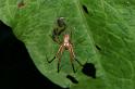 Metellina_segmentata_D3861_Z_85_Kaaihoeve_Belgie