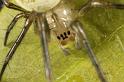 Metellina_segmentata_D7598_Z_88_Badhoevedorp_Nederland