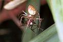 Metellina_segmentata_F0068_Z_75_-_Nederland