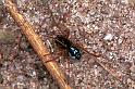 Pachygnatha_degeeri_F0911_Z_86_Ede_Nederland