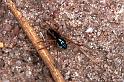Pachygnatha_degeeri_F0912_Z_85_Ede_Nederland