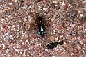 Pachygnatha_degeeri_F0914_Z_80_Ede_Nederland