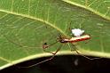 Tetragnatha_ZZ071_F0705_Z_93_Giru_Australie