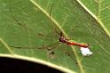 Tetragnatha_ZZ071_F0706_Z_87_Giru_Australie