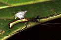 Tetragnatha_ZZ071_F0723_Z_75_Giru_Australie