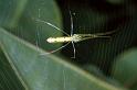 Tetragnatha_ZZ200_F0659_Z_75_Giru_Australie