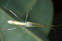 Tetragnatha_ZZ200_F0660_Z_75_Giru_Australie