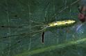 Tetragnatha_ZZ200_F0718_Z_80_Giru_Australie