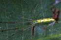 Tetragnatha_ZZ200_F0719_Z_78_Giru_Australie