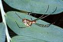 Tetragnatha_ZZ201_F0640_Z_90_Collinsville_Australie