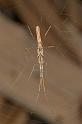 Tetragnatha_ZZ202_D2706_Z_75_-_Australie
