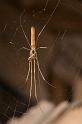 Tetragnatha_ZZ202_D2708_Z_76_-_Australie