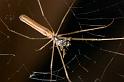 Tetragnatha_ZZ202_D2709_Z_78_-_Australie