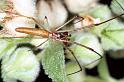 Tetragnatha_ZZ205_F0684_Z_82_Giru_Australie