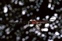 Tetragnatha_ZZ207_F0670_Z_75_Giru_Australie