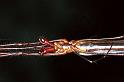 Tetragnatha_ZZ207_F0672_Z_80_Giru_Australie
