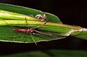 Tetragnatha_ZZ210_F0866_Z_82_Giru_Australie