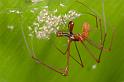 Tetragnatha_ZZ282_D2696_Z_87_-_Australie
