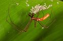 Tetragnatha_ZZ282_D2697_Z_86_-_Australie