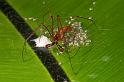 Tetragnatha_ZZ282_D2698_Z_86_-_Australie