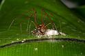 Tetragnatha_ZZ282_D2700_Z_84_-_Australie