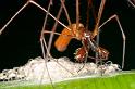 Tetragnatha_ZZ282_D2701_Z_88_-_Australie