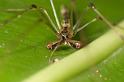 Tetragnatha_ZZ283_D2702_Z_80_-_Australie