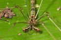Tetragnatha_ZZ283_D2703_Z_81_-_Australie