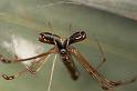 Tetragnatha_ZZ283_D2704_Z_81_-_Australie