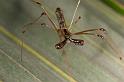 Tetragnatha_ZZ283_D2705_Z_82_-_Australie