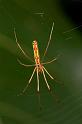 Tetragnatha_ZZ291_D2710_Z_80_-_Australie