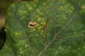 Tetragnatha_ZZ394_D5483_Z_90_Giru_Australie