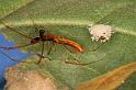 Tetragnatha_ZZ394_D5485_Z_90_Giru_Australie