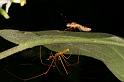 Tetragnatha_ZZ394_D5486_Z_88_Giru_Australie