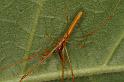 Tetragnatha_ZZ394_D5487_Z_90_Giru_Australie