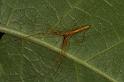 Tetragnatha_ZZ394_D5488_Z_90_Giru_Australie