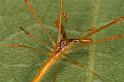 Tetragnatha_ZZ394_D5489_Z_90_Giru_Australie