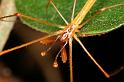 Tetragnatha_ZZ394_D5490_Z_90_Giru_Australie