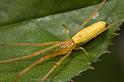 Tetragnatha_ZZ418_D5781_Z_88_Perth_Australie