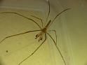 Tetragnatha_ZZ470_D6355_Z_85_Brisbane_Australie