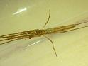 Tetragnatha_ZZ470_D6356_Z_88_Brisbane_Australie