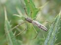 Tetragnatha_ZZ487_D6432_Z_88_Brisbane_Australie