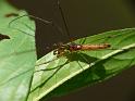 Tetragnatha_ZZ519_D6642_Z_88_Brisbane_Australie
