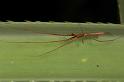 Tetragnatha_ZZXYX_D2707_Z_77_-_Australie