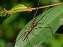 Tetragnatha_ZZXYX_D6401_Z_85_Brisbane_Australie
