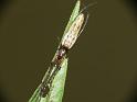 Tetragnatha_ZZXYX_D6643_Z_78_Brisbane_Australie