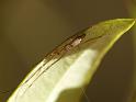 Tetragnatha_ZZXYX_D6745_Z_82_Brisbane_Australie