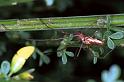 Tetragnatha_ZZXYX_F1198_Z_75_Laprade_Frankrijk
