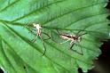 Tetragnatha_ZZXYX_F1243_Z_78_Laprade_Frankrijk